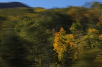 a blurry picture of trees