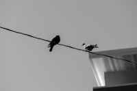 two birds perched on a wire