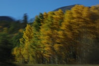 a blurry picture of trees
