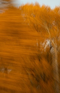 a blurry image of a tree