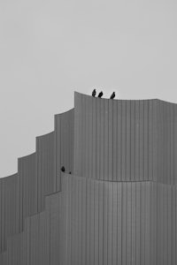 crows perched on the side of a building