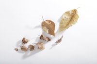 a group of dried leaves on a white surface