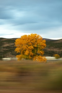 a yellow tree in the middle of a field