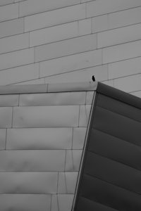 a black and white photo of a bird perched on the side of a building