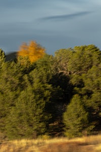 a blurry image of a tree in a field