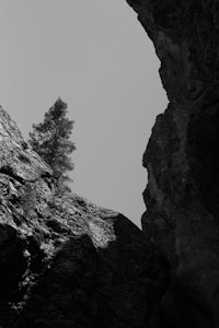a black and white photo of a tree in a cave