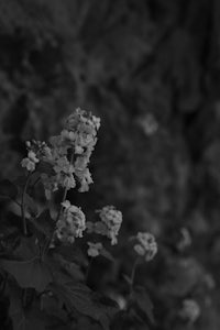 a black and white photo of flowers in front of a rock