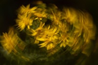 a blurry image of yellow flowers