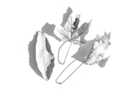 a black and white photo of leaves on a white surface